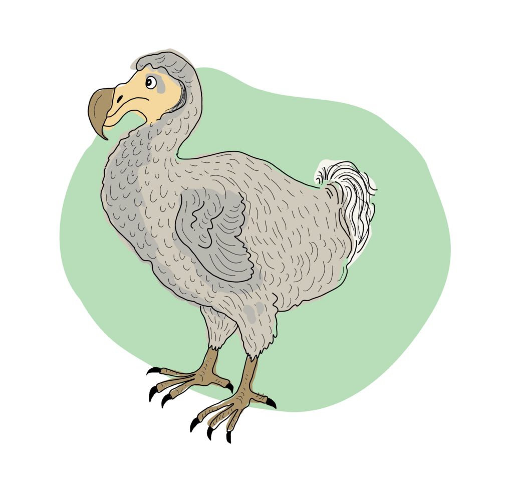 Hippaloiden 2021 kuvituskuvaa. Kuvassa piirretty dodo lintu.